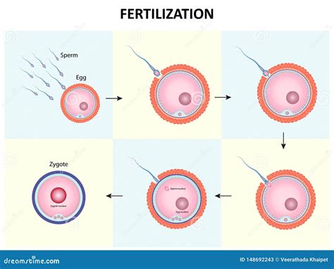 Proceso De Dise O De Fertilizaci N Humana Ilustraci N Del Vector