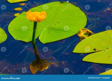 Yellow Water Lily Flower On Summer Lake Stock Photo Image Of