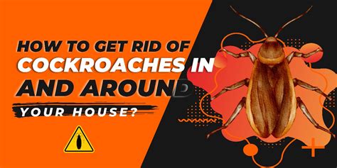 How To Prevent Cockroaches At Home And What Doesnt