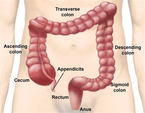 The Path Of Food And Types Of Digestion