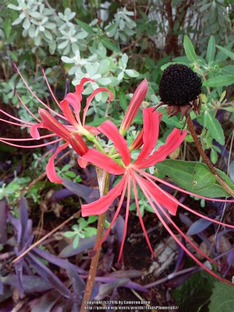 photo of the stamens filaments and pistils of naked lady lycoris radiata posted by