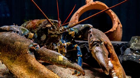 We did not find results for: Arti Mimpi Lobster Besar | Ahli Mimpi | Baca Maksud Mimpi