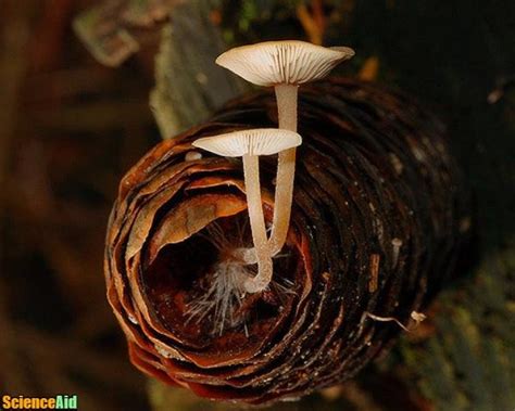 Mycelia: Fungi's Underground Infrastructure - ScienceAid