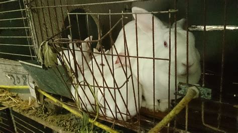 Rabbits Hit Hung Up And Skinned Alive In The Chinese Fur Trade