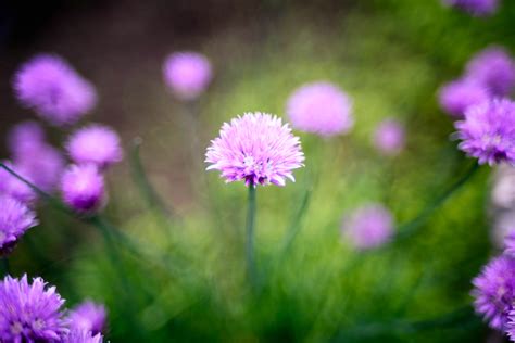 Free Images Nature Grass Blossom Bokeh Field Meadow