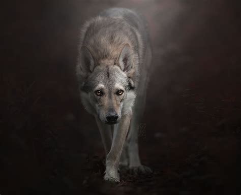 Wolfdog Hybrid Wolf Photography He Is Coming Beautiful Wolves