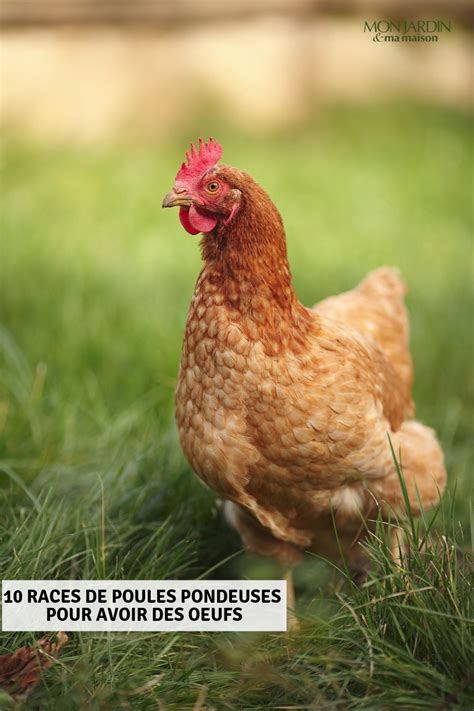15 Races De Poules Pondeuses Pour Avoir Des Oeufs Chicken Health