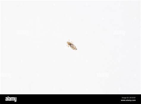 A Human Louse On A White Background Stock Photo Alamy