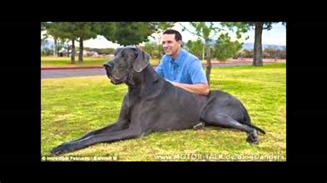 Top 10 Der Größten Hunde Der Welt Youtube
