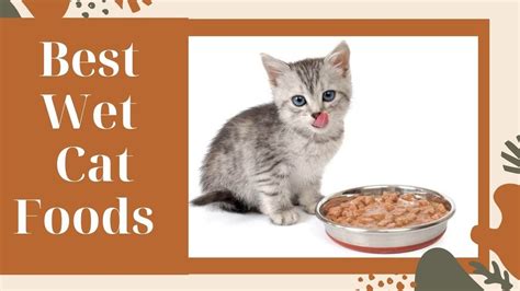 Start with these three considerations to make sure your kitten is getting off to a healthy start. Best Canned Cat Foods 2021 (Vet Recommended Healthy Wet ...
