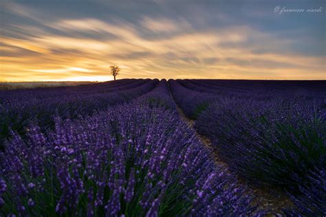 Purple Sunset Juzaphoto