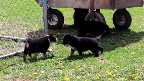 Alabama alaska arizona arkansas california colorado connecticut delaware district of columbia florida georgia hawaii idaho illinois indiana iowa kansas kentucky louisiana maine maryland massachusetts michigan minnesota breed: German Shepherd Mix Puppies for Sale - YouTube