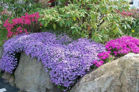 Phlox Guide And Tips Everything You Need To Know About Phlox