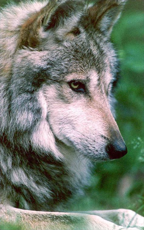 Mexican Grey Wolf National Geographic Photo 20922954 Fanpop