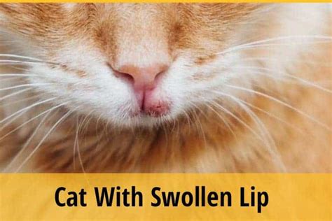 Cat With Swollen Lip What Is The Cause Zooawesome