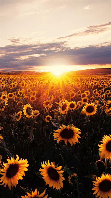 Sunrise Sunflowers Flower 4k 4170b Wallpaper Pc Desktop