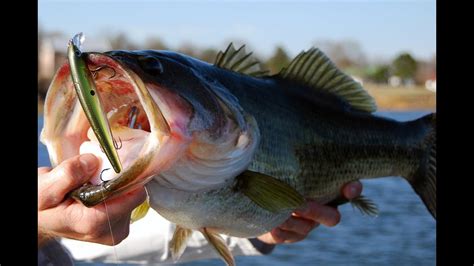 All the items on no eyed deer's menu are stated in english and very often we get patrons asking us for the local names. How to Catch Largemouth Bass - Winter Jerkbait Bass ...