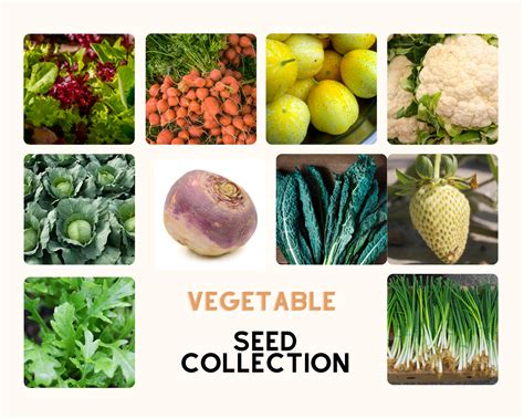 Grow Your Own Vegetables Seeds Collection Mooseseeds
