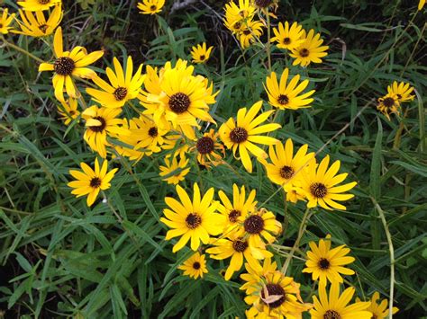 Florida Wildflowers Narrowleaf Sunflower Gardening In The Panhandle