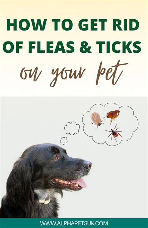 Home Remedies To Get Rid Of Fleas On Your Dog And Prevent Ticks Ticks
