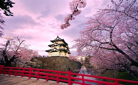 50 Hình Nền Hoa Anh đào đẹp Nhất Của đất Nước Nhật Bản Blog Thú Vị