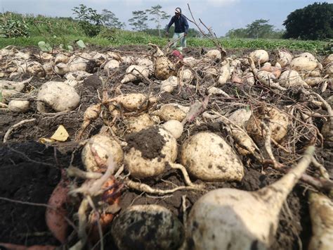 Panen Raya Ubi Jalar Dan Erupsi Semeru