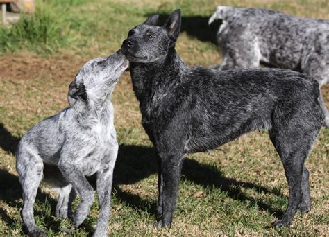 Australian Stumpy Tail Cattle Dog Puppies Rescue