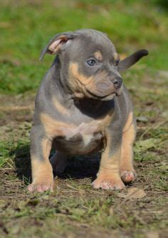 American bully world wide 🌍. 138 meilleures images du tableau Élevage American Bully XL ...