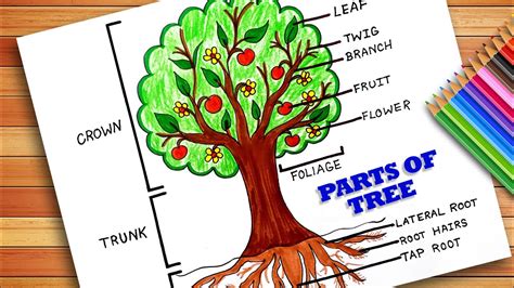 Parts Of Trees Drawing How To Draw And Label A Tree Tutorial Parts