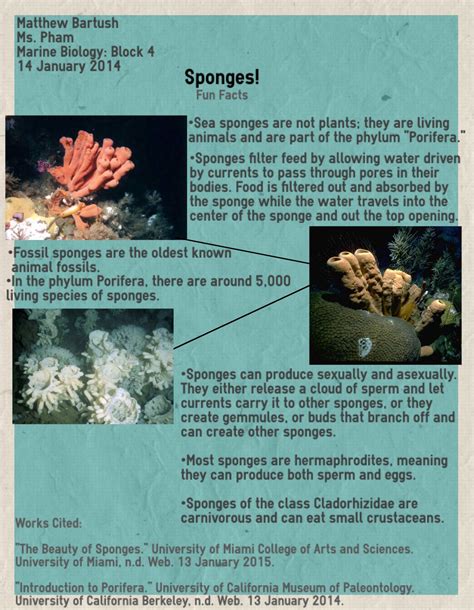 Fun Facts About Sponges And Porifera Fun Facts Marine Biology Sea