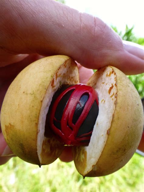 Nutmeg with mace | Photo