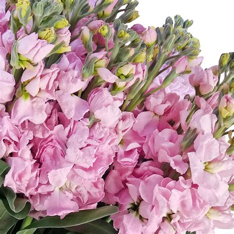 Stock Light Pink Flowers Pack 80 Stems Ebloomsdirect Eblooms Farm