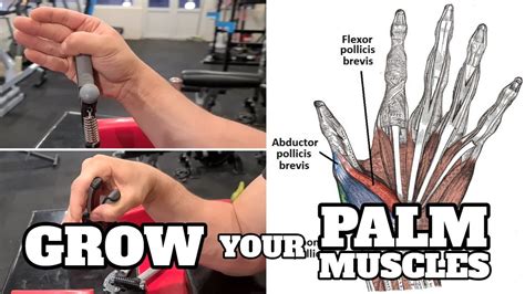 Grow Your Palm Muscles For An Uncomfortable Hand Youtube