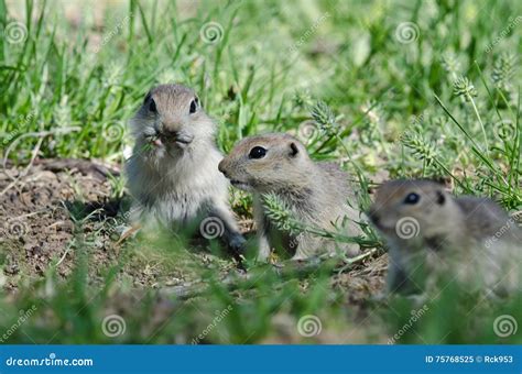 Cute Little Ground Squirrel Enjoying A Snack Stock Image Image Of