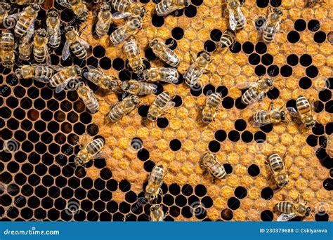 Bees Swarming On Honeycomb Extreme Macro Footage Insects Working In Wooden Beehive Collecting