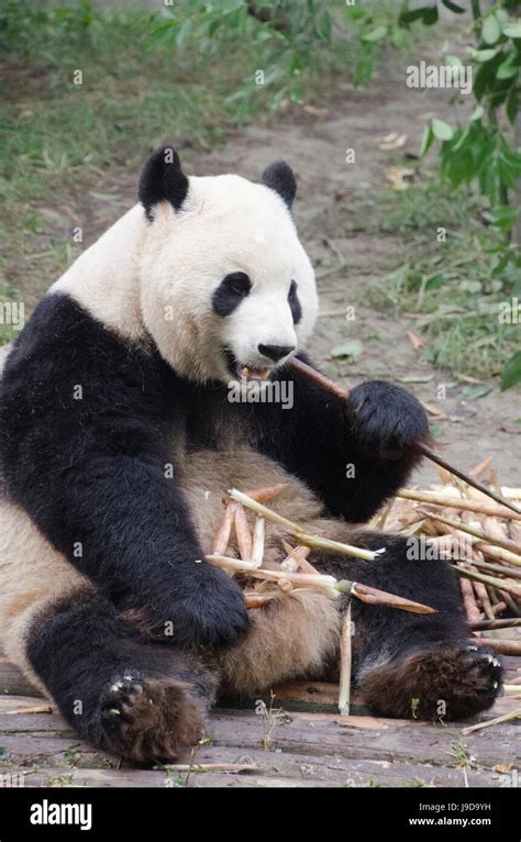 Chengdu Research Base Of Giant Panda Breeding Chengdu Sichuan