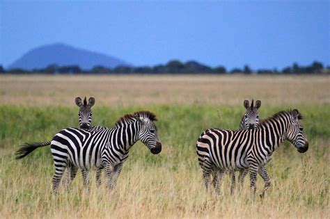 Stripe the difference! Zebras captured in identical poses - Caters News ...