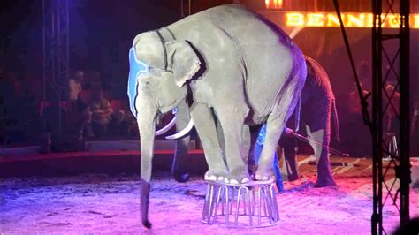 Elephants In Circus Youtube