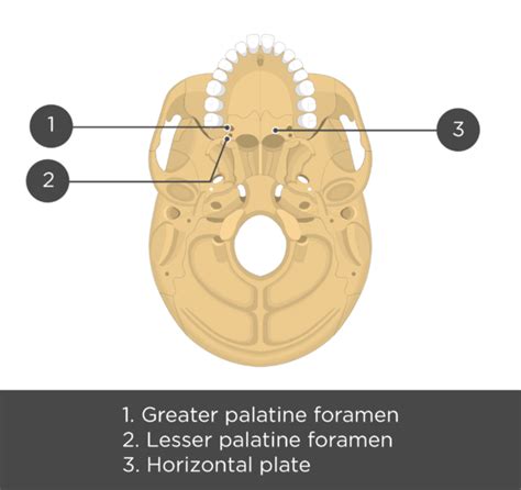Palatine Bone Anatomy