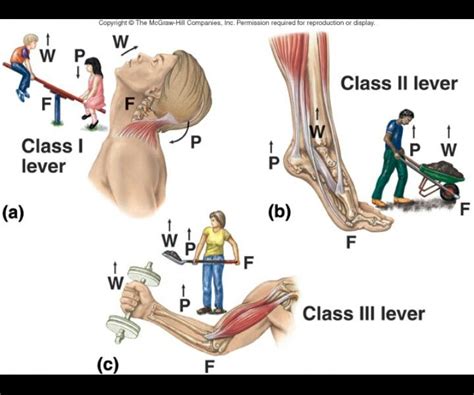 They are connected to bones by tendons, which are the long thin ends of the muscles. The lever system in the body.. | Muscular system, Physical therapy assistant, Physiology