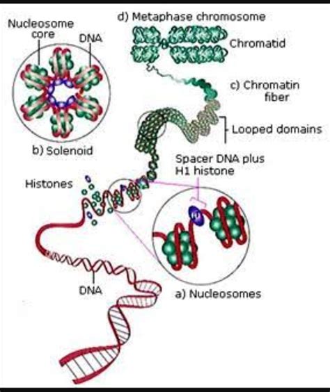 DNA Chromosome Structure