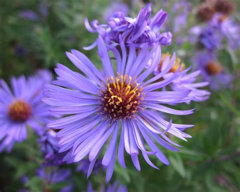 Very similar though, perhaps a close relative? Purple flower with thin petals - Symphyotricium novae-angl ...