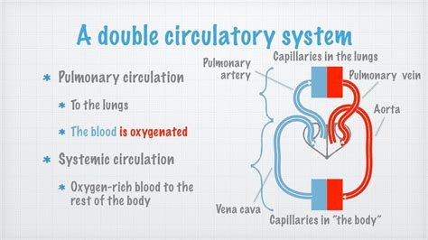 The Human Circulatory System Youtube