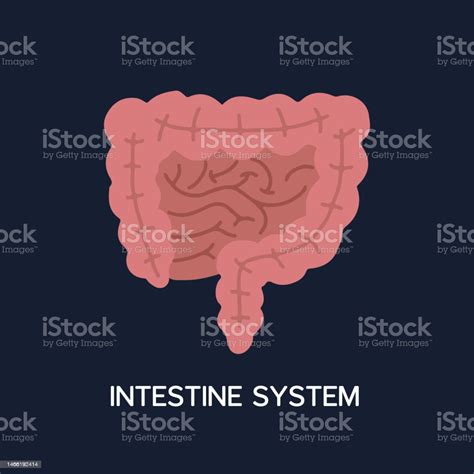 Human Internal Organs Cartoon Anatomy Body Part Intestinal System