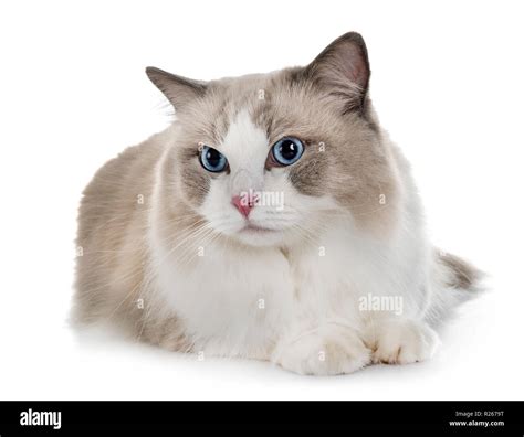 Ragdoll Cat In Front Of White Background Stock Photo Alamy