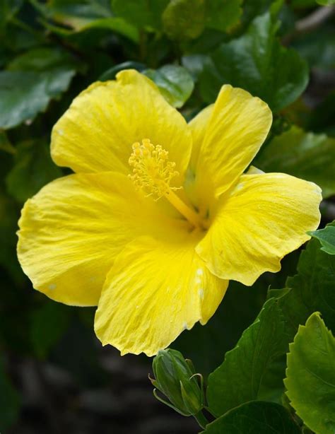 Waikiki Yellow Hibiscus By Michele Myers Yellow Hibiscus Hibiscus