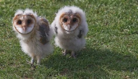 Fluffy Baby Barn Owl