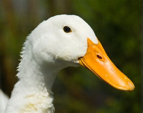 4 Ways Of Duck Beak Finding The Right Feeds Animal Lova