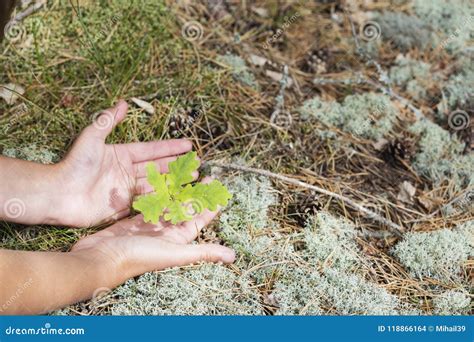 Oak Sapling In Hands The Leaves Of Rays Of Sunlight Stock Photo