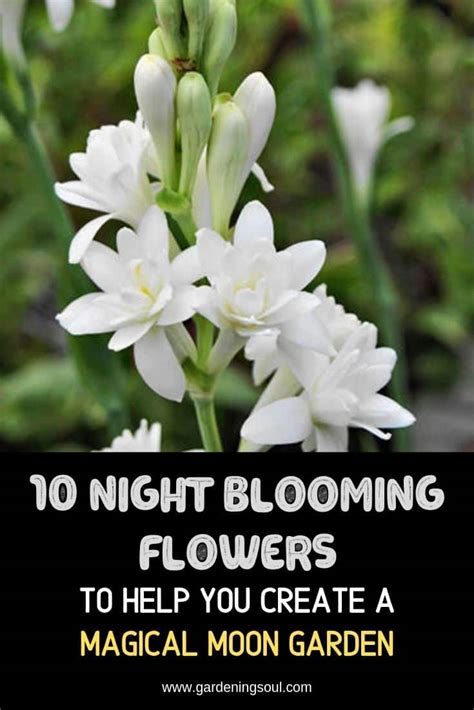 10 Night Blooming Flowers Gardening Soul